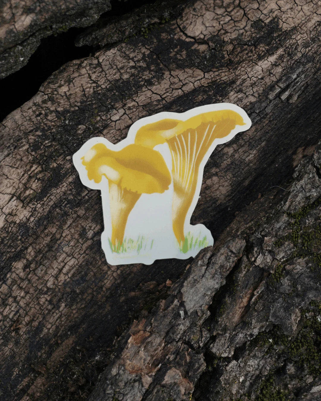 Sticker Girolles