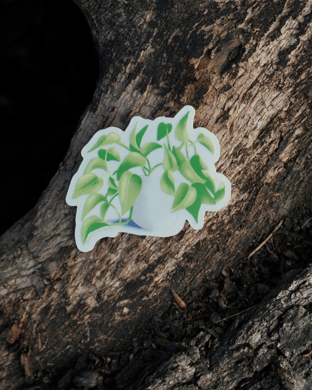 Sticker Pothos