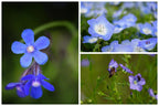 Bombe de fleurs Bombazul