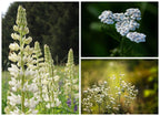 Bombes de fleurs Bombafacettes