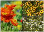 Bombe de fleurs Bombadisco