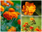 Bombes de fleurs Bombapapaya Duo