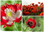 Bombes de fleurs Bombalove Duo