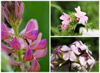 Bombe de fleurs Bombadoudou