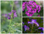 Bombes de fleurs Bombamethyste Duo