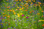 Bombes de fleurs Bombabeille x50
