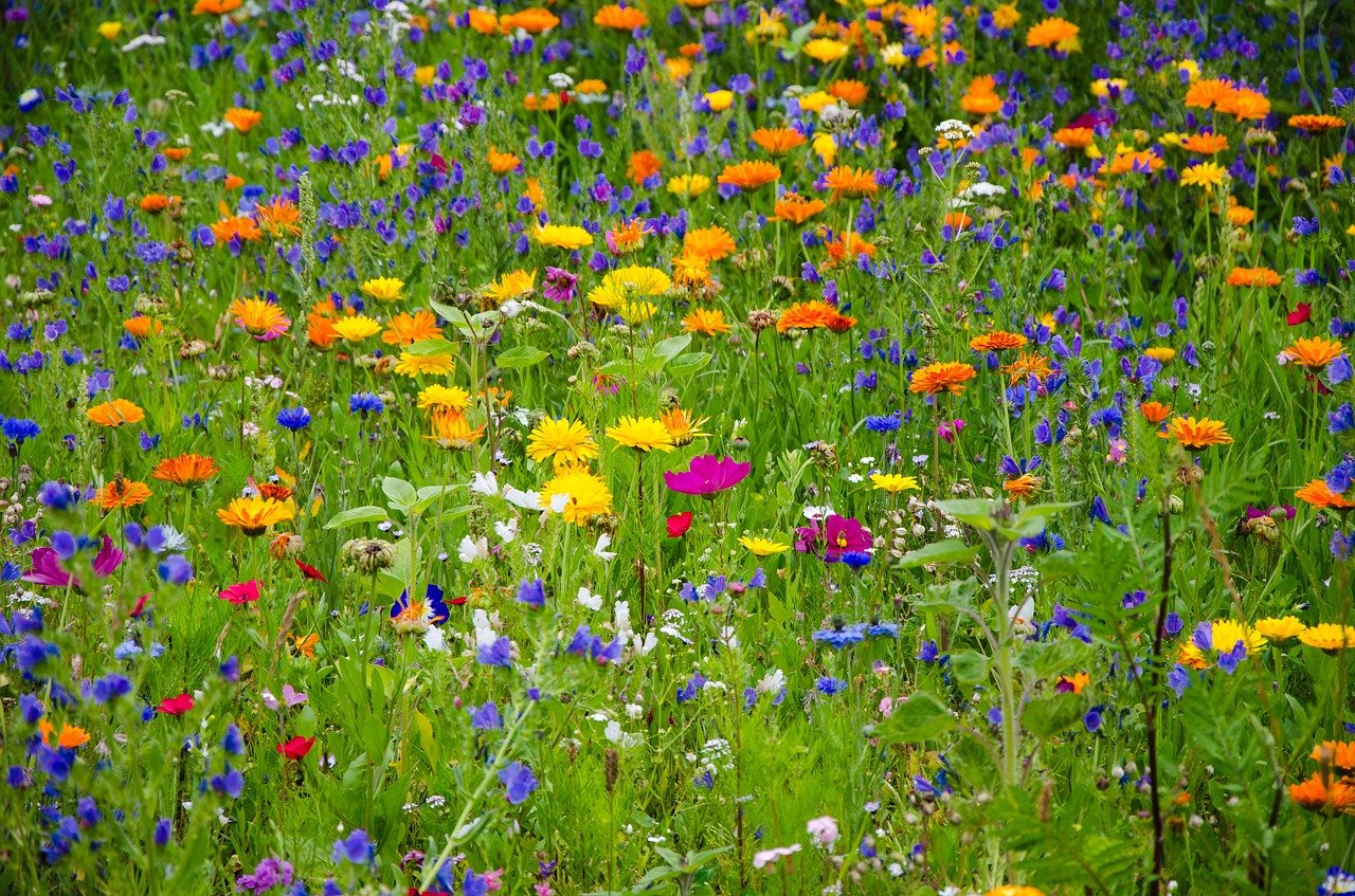 Bombes de fleurs Bombabeille x50