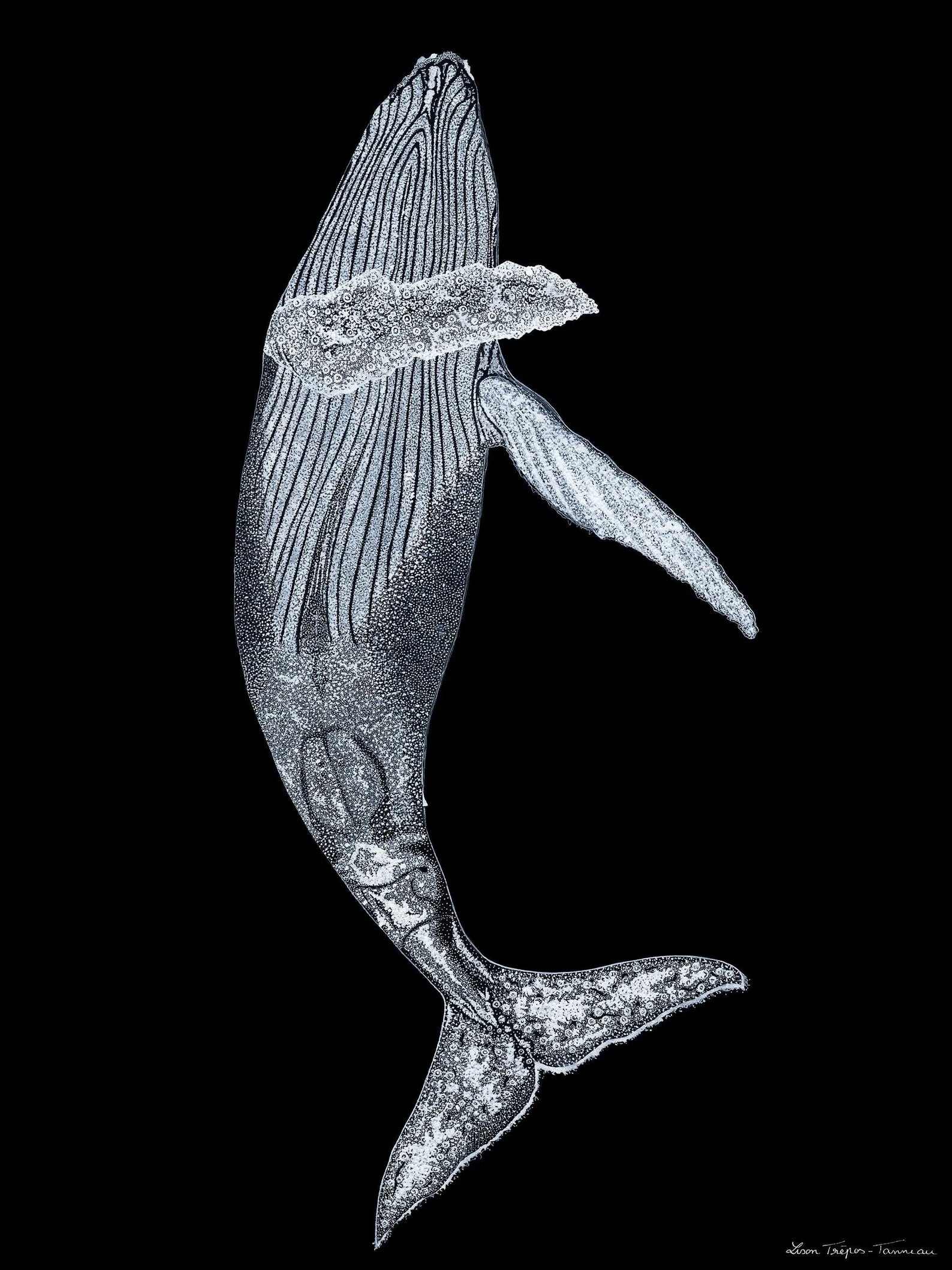 Affiche « Douce danse de la Baleine  »