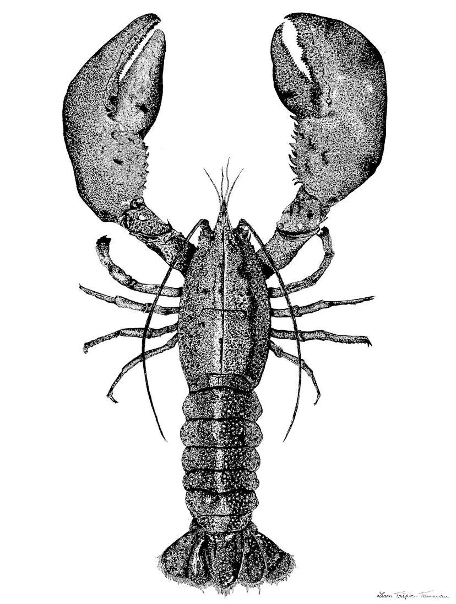 Affiche « Prestance et Élegance du Homard »