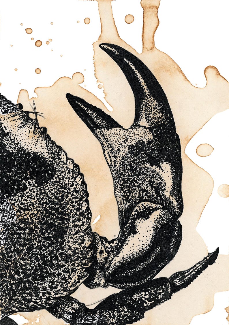 Affiche « Surprise et profondeur du Crabe Café »