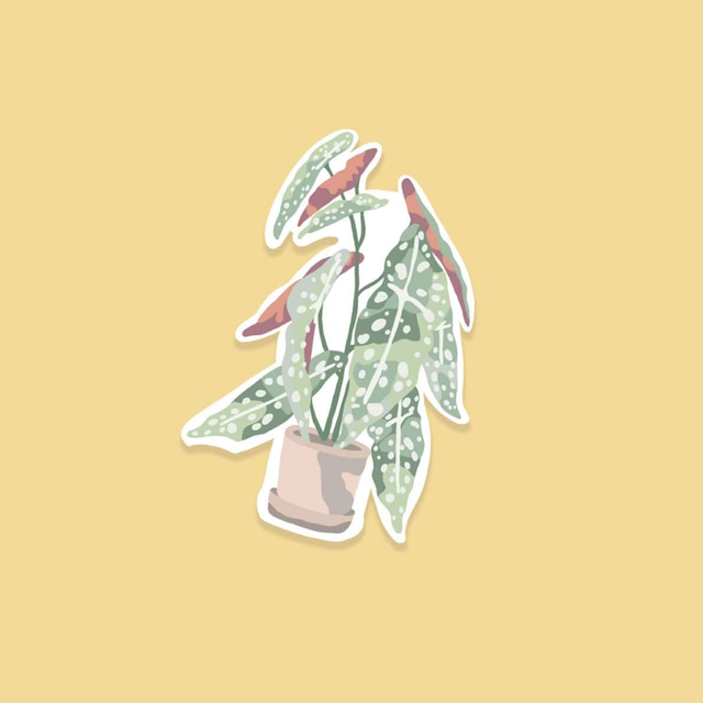 Stickers : La plante